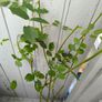 garden plants Image 4