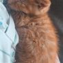 kitten very young Image 2