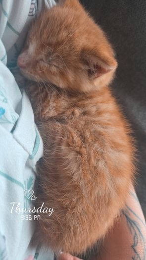 kitten very young
