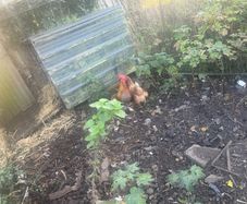 Poultry