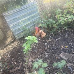 Poultry