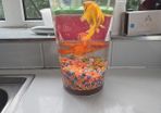 goldfish