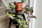 tradescantia zebrina