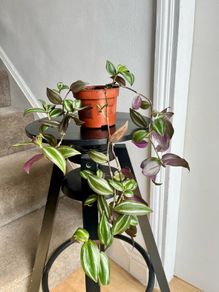 tradescantia zebrina