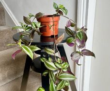 tradescantia zebrina