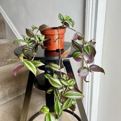 tradescantia zebrina