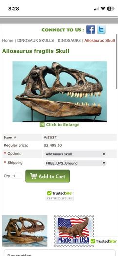 1:1 Full Scale Allosaurus fragilis Skull & Matching Claw Replica (Museum Quality)