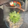 succulents Image 2