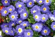 01 (N) Nolana Paradoxa seeds 0.5g (185080)