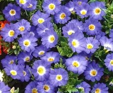 01 (N) Nolana Paradoxa seeds 0.5g (185080)