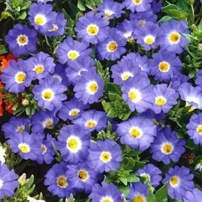 01 (N) Nolana Paradoxa seeds 0.5g (185080)