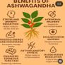 180 bottles Antioxidant Detox 90 Bottles Ashwagandha Image 8