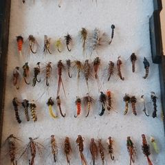 flies