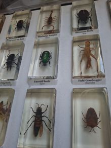 resin encased insects