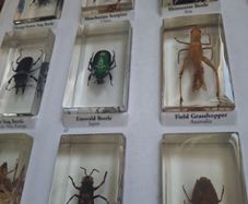 resin encased insects