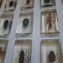 resin encased insects