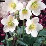 Outdoor plants for sale. Image 9