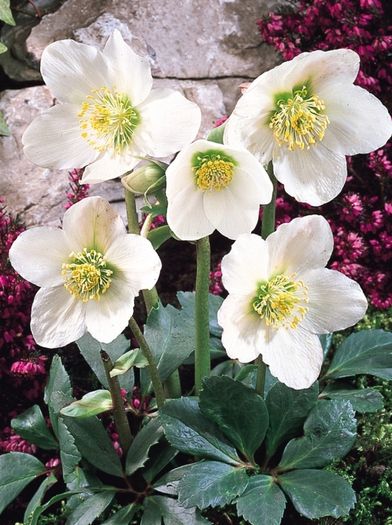 Outdoor plants for sale.