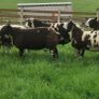 Pure dutch spotted and 3/4 bred spottie ewe lambs Image 7