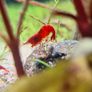 Shrimp and moss Image 4