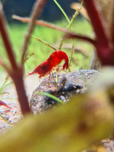 Shrimp and moss