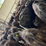 Aberdeen Angus Bulls Image 8