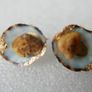 Handmade Seashell Stud Earrings Image 3
