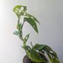 Monstera Adansonii Mint Plant Image 4