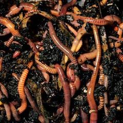 Tiger organic worms ideal for composting
