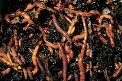 Tiger organic worms ideal for composting