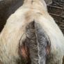 5Shorthorn Bull for sale Image 7