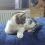 Kitten Image 2