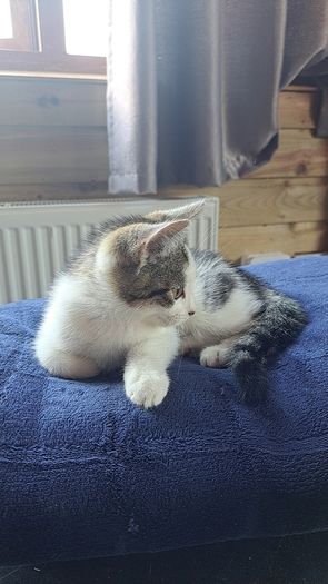 Kitten