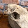 vintage horse skull Image 3