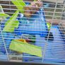 pet cages Image 7
