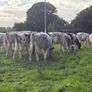 27 super Belgian Blue Heifers for sale Image 4