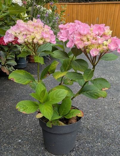 Hydrangea