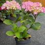 Hydrangea Image 3