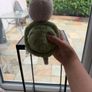 Squishy and Nee Dohs Image 7