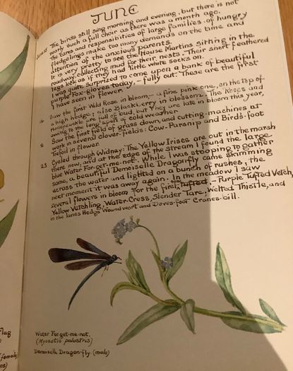 The Country Diary of an Edwardian Lady by Edith Holden