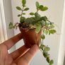 Various House Plants and Cuttings Image 7