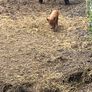 Kune kune piglets Image 4
