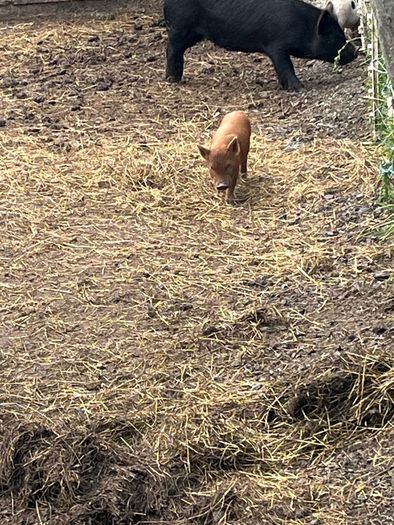 Kune kune piglets