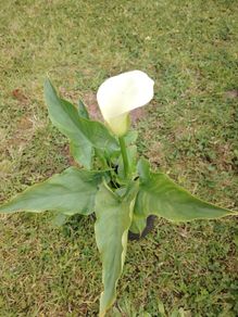 Plant