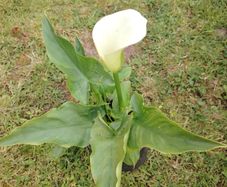Plant