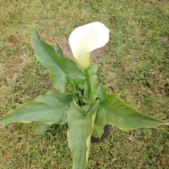 Calla Lily