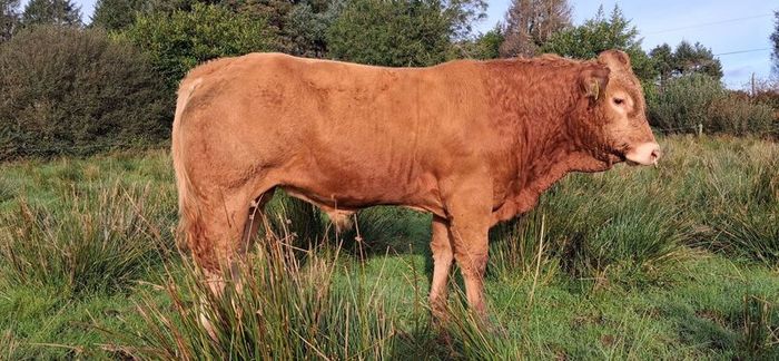 Easy Calving  Pbr Limousin  Bull By Eby