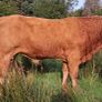 Easy Calving  Pbr Limousin  Bull By Eby Image 2