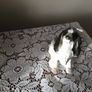Lomonosov English Spaniel figurine Image 3