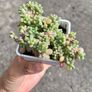 plant Image 3